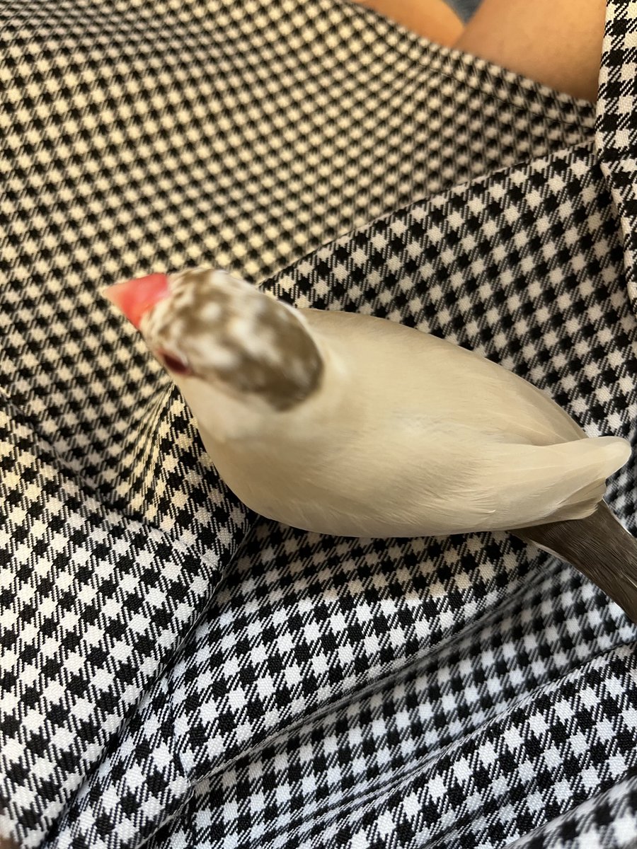 文鳥さんの可愛いところはメイク中に必ず膝の上に乗ってくれるところでしょうか☺️