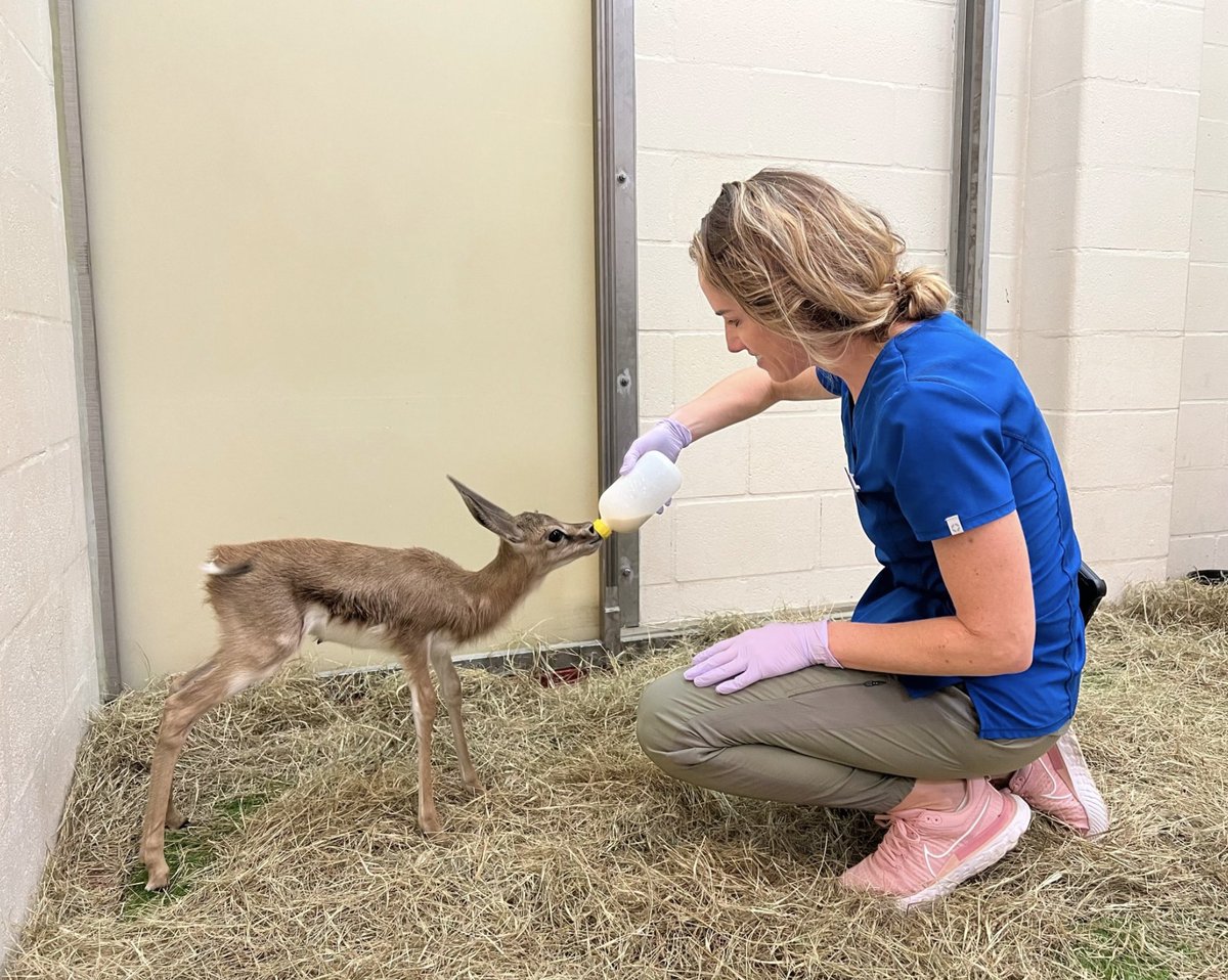 When Hurricane Ian hit, many were worried about the animals at Animal Kingdom. Now we're learning about the people who kept them safe.

Katie Leighty, animal care director for Disney’s Animals, Science and Environment team, along with 50 Cast Members on her team, stayed on-site.