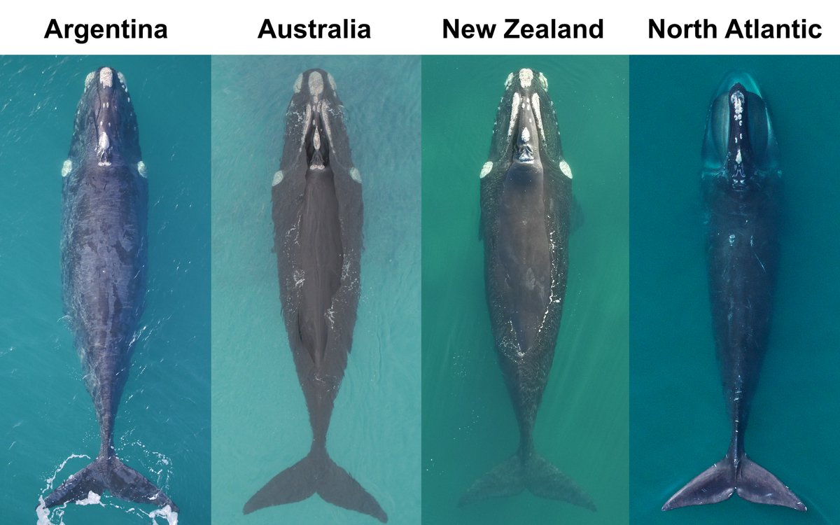 HitPlayProd's tweet photo. Earlier today we talked about the differences b/w the North Atlantic, North Pacific, &amp; Southern right whale. Here's a specific look at the visibly poor condition of the NARW compared to the Southern, which is affecting their growth &amp; survival. What differences do you spot? https://t.co/p6HySMoDeq