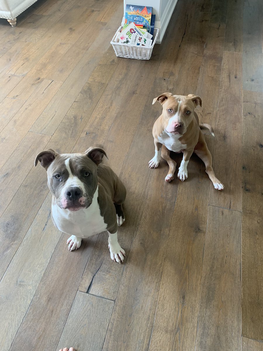 bbicks29's tweet image. Welcome 2 new bickell’s to the family. #Bella #Wally