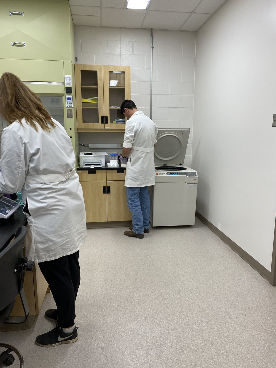 Late nights in the lab! Finishing up our weaning DNA collection, only a couple hours left in the lab for today. 
<a href="/DrBart_Beef/">Dr Bart Lardner 🇨🇦</a> <a href="/LFCE_usask/">Livestock & Forage Centre of Excellence</a> @SaskCanola <a href="/SaskCattlemens/">Sask Beef</a> <a href="/BeefResearch/">Beef Cattle Research</a> <a href="/K_Nielsen2/">Kaitlyn Nielsen</a> @jourdyn_fish 
#canolafat