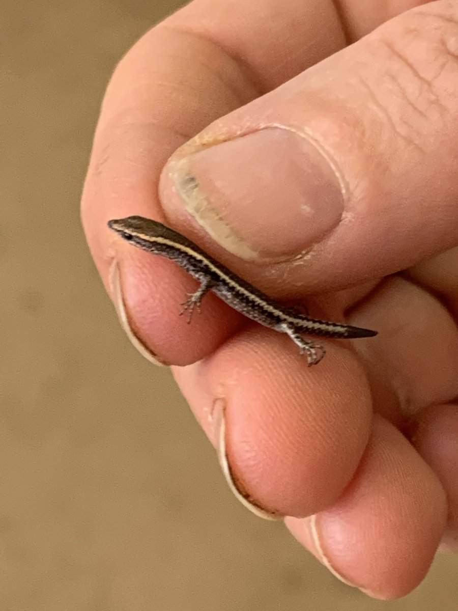 There are a LOT of reptile species in #ChillagoeNP - how do we tell which species is which? We use characters like the number and shape of scales on the lizard’s head. Sometimes this is easy…and sometimes a little harder!! @museumsvictoria @MVLizards @valbuena_jp @RoAguilar15