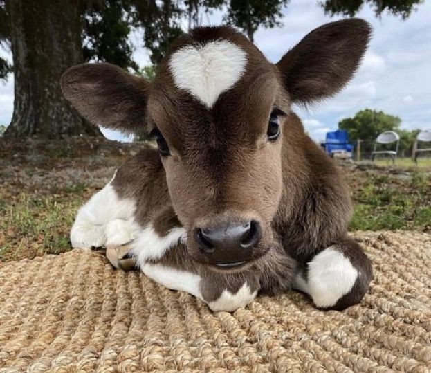vaquinhasz's tweet photo. vaquinha com manchinha de coração 🥺🥺🥺🥺🥺 https://t.co/VKLROcIZdP