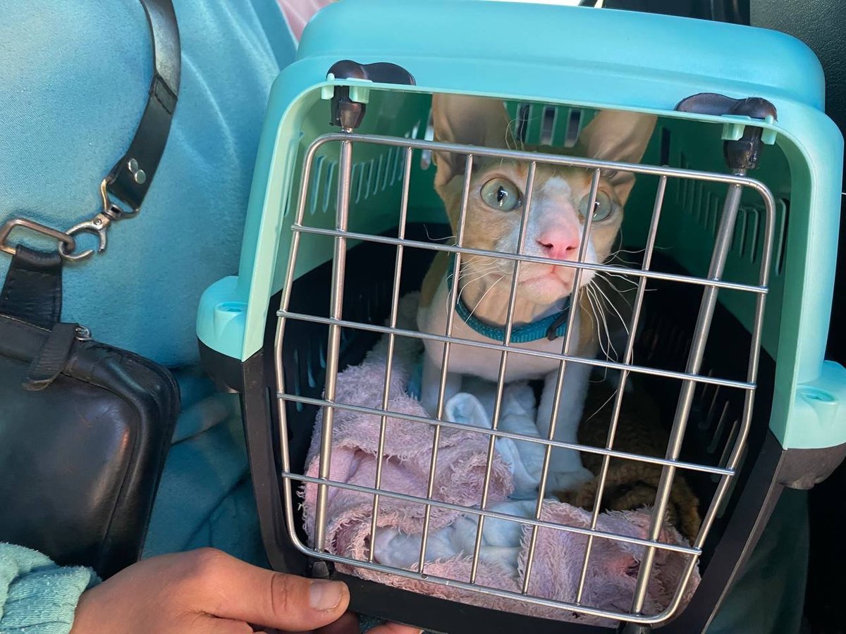 UkraineTrustChn's tweet photo. Not sure if the cat looks happy, but it is getting to safety in one of our evacuations.
#UkraineTrustChain
#PetsOfUkraine
#StandWithUkraine https://t.co/PdnJOUhyTt