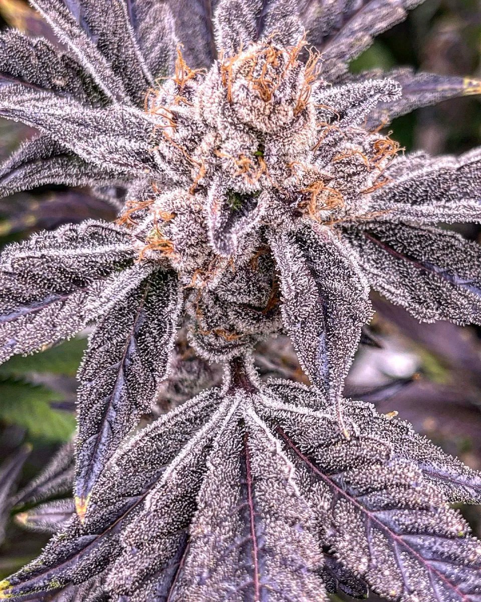 Cannabis 💚 tweet media