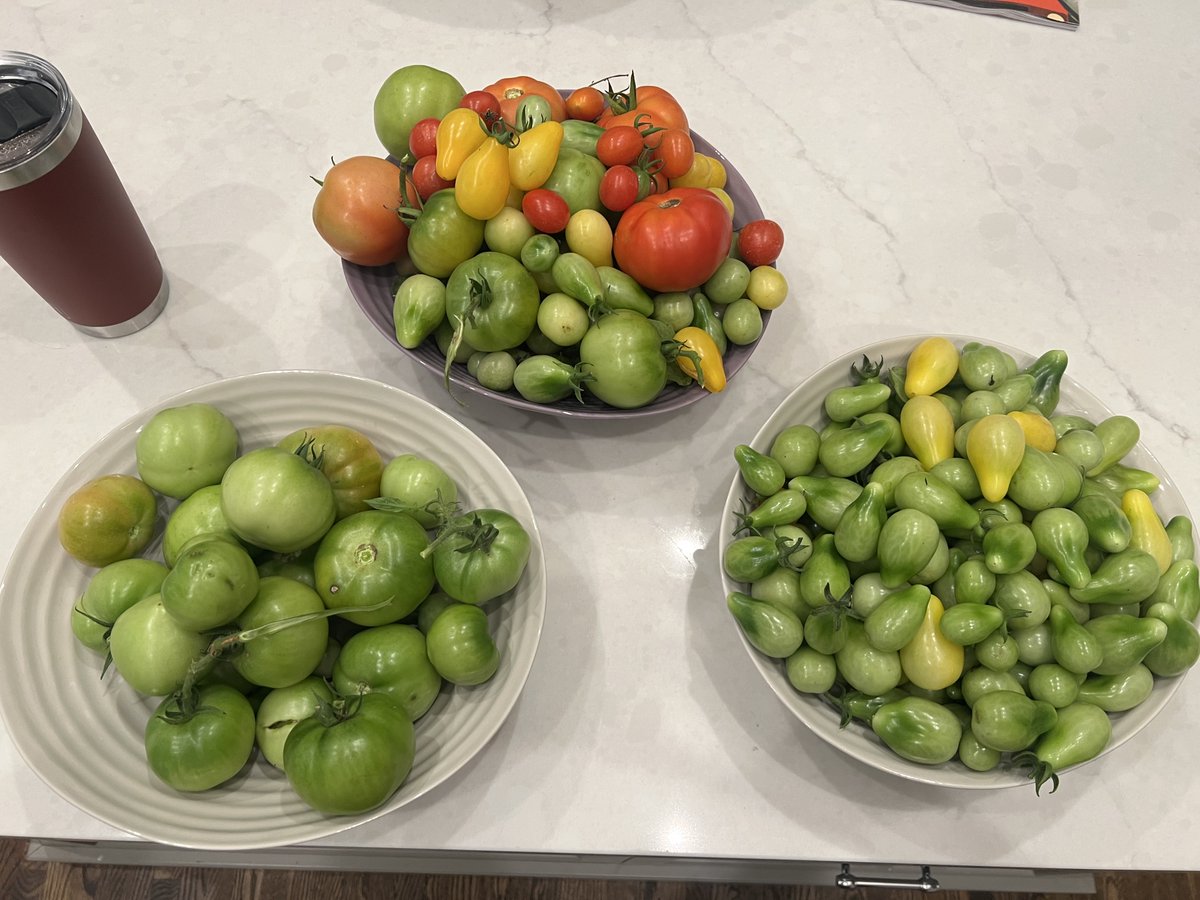 Wren Clair on Twitter "I harvested the last of our tomatoes today