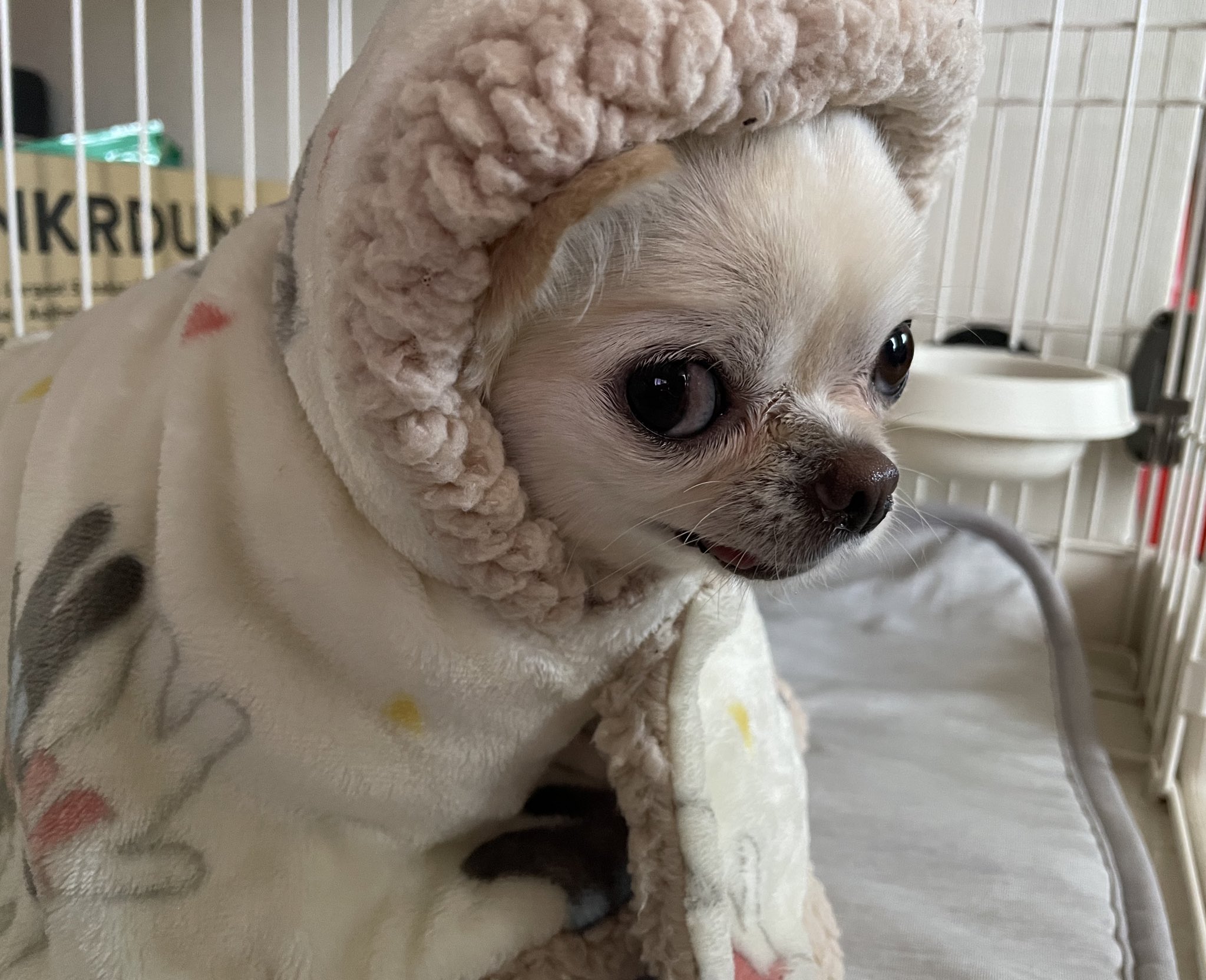 犬用着る毛布 Twitter Search Twitter