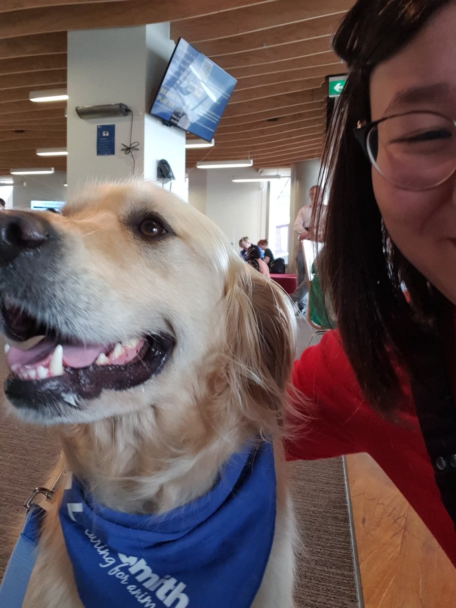 afDaniels3's tweet photo. Happiness is all the pats and ice cream! Harvey the Groodle and Chief the golden retriever were a delight. A quiet lunchtime mindfulness work, before Mr Quick Whip arrived. Sprinkles? Always! Before a game of soccer on the field.
#Dohertywellnessweek https://t.co/nLWjua5sy4