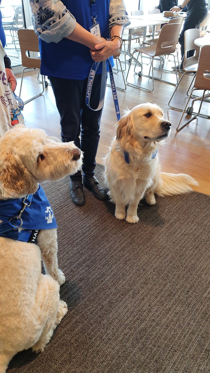 afDaniels3's tweet photo. Happiness is all the pats and ice cream! Harvey the Groodle and Chief the golden retriever were a delight. A quiet lunchtime mindfulness work, before Mr Quick Whip arrived. Sprinkles? Always! Before a game of soccer on the field.
#Dohertywellnessweek https://t.co/nLWjua5sy4