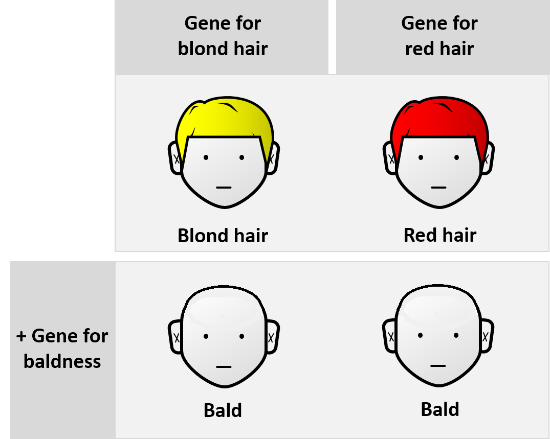 Jessicafourm's tweet photo. Epistasis is a circumstance where the expression of one gene is modified (e.g., masked, inhibited or suppressed) by the expression of one or more other genes.
https://t.co/TyjuMBo9fg
#hemophilialife #trauma #gachatutorial  #gachagacha #manga  #halloween #hemophiliadisease #youth https://t.co/VwZTowE7qo