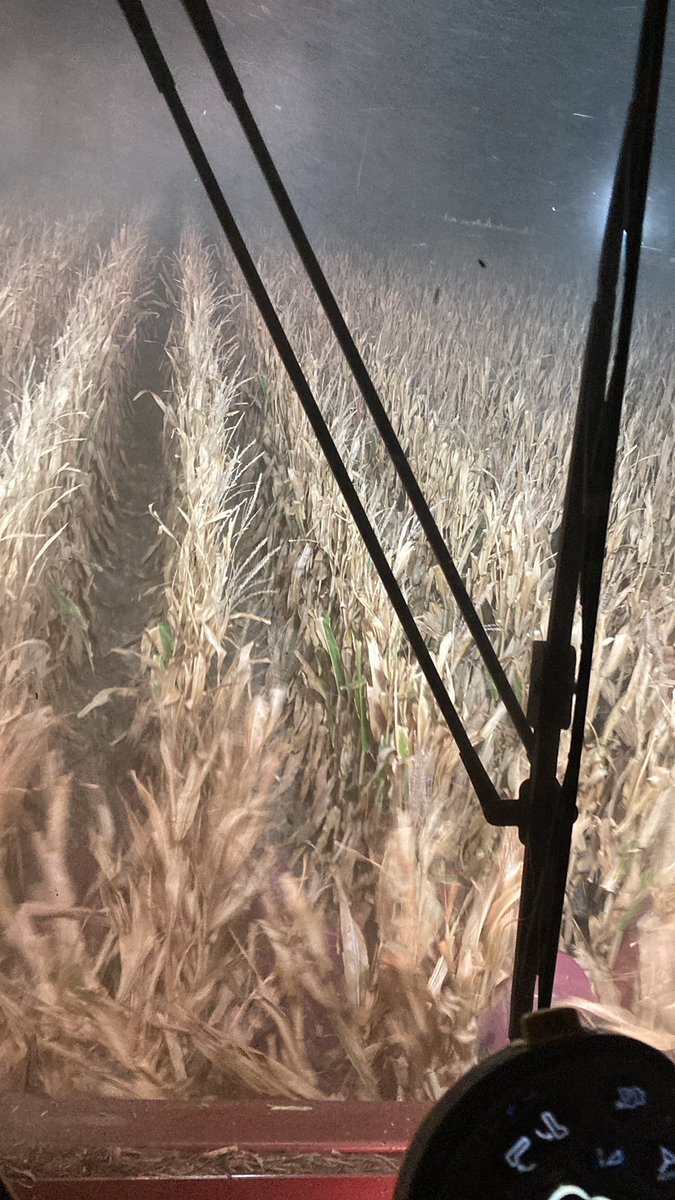 waltershow51's tweet photo. Dust it in, Bust the bins… If it’s Irrigated https://t.co/cBFPf94od3