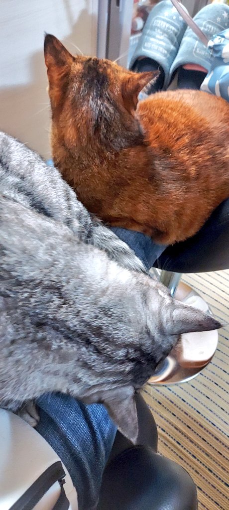 hogonekoittsumu's tweet photo. 寒くなってきたんだなぁ
これから毎日の風物詩

#主の身体で暖をとる猫たち
#猫好きさんと繋がりたい https://t.co/hws7VsRRwR
