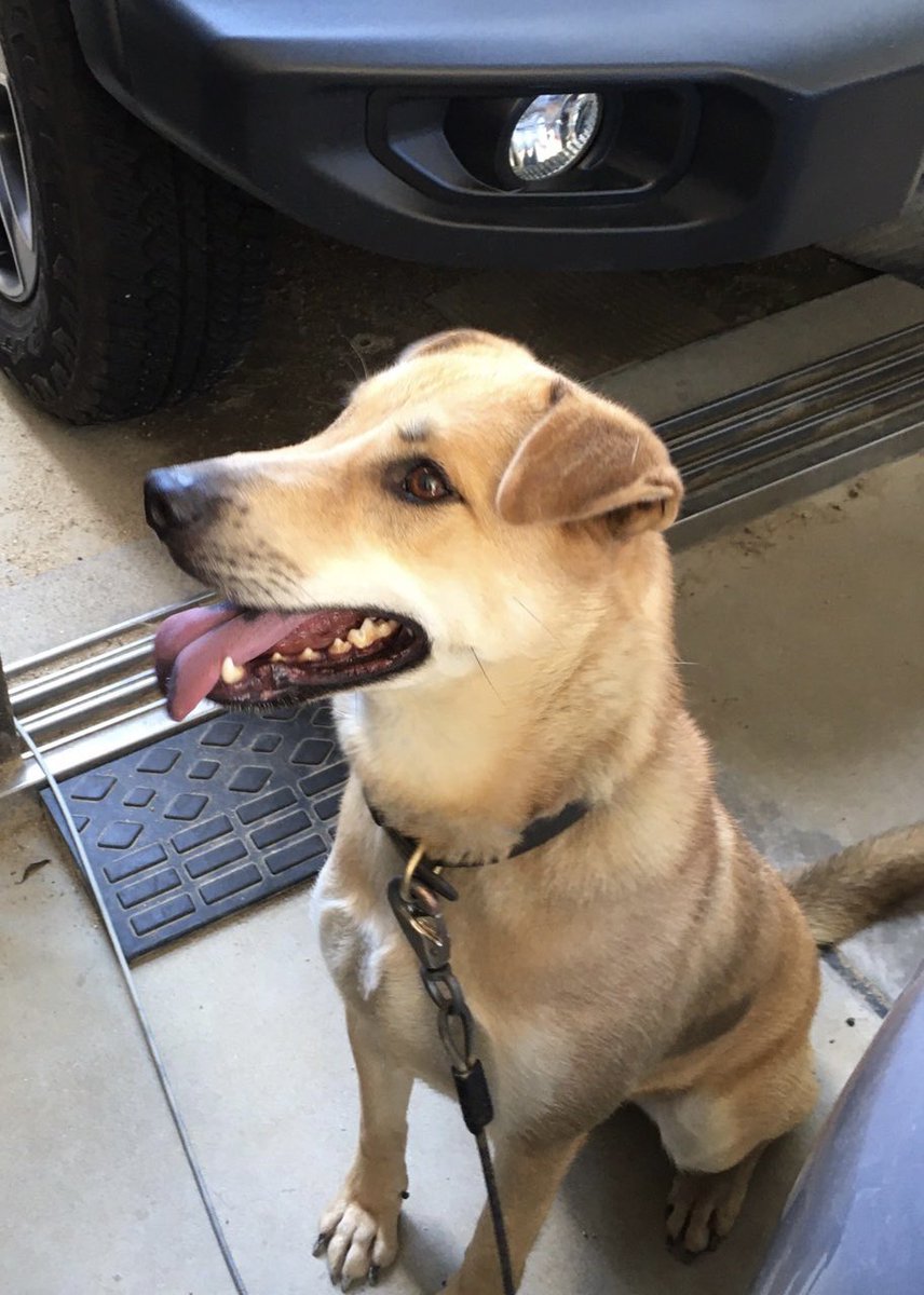 NaomiKaitani's tweet photo. 国府町、南井上コミセンあたりで犬が脱走。
見かけたら教えてください！
近付いたら余計に逃げるかもしれません。
情報ください！

#迷い犬 https://t.co/uKJ24NBdzp