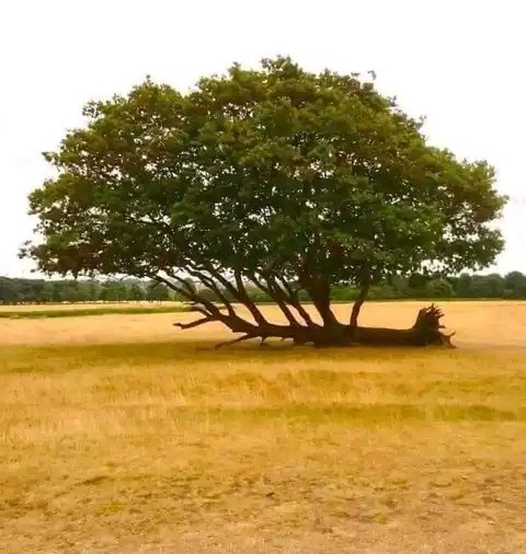 They have uprooted you many times but remain composed ,consistant,persevere,committed you will again grow and bear fruits.