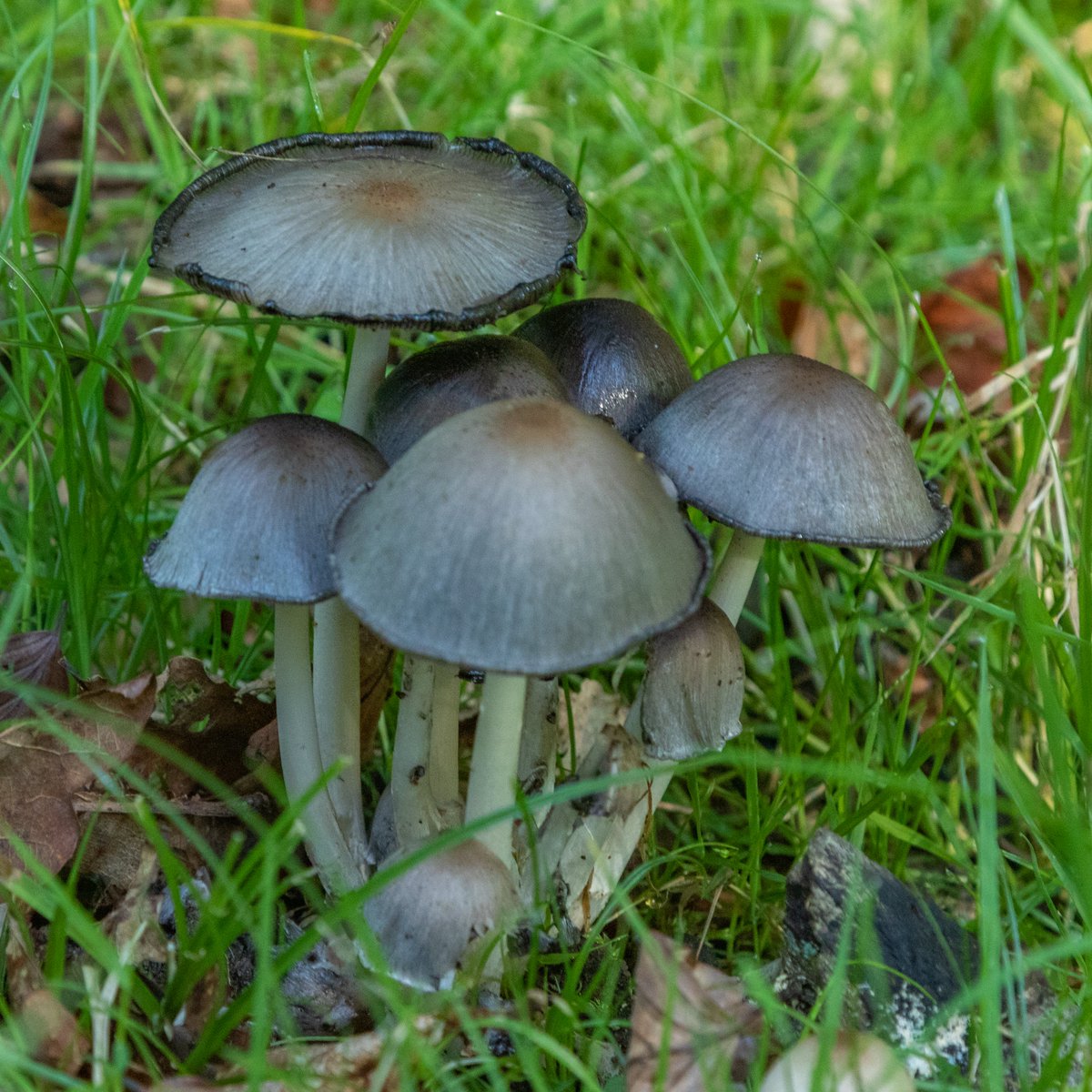 Data_BirdMan's tweet image. Some more of the images from the visit to the New Forest.
#fungi  #mushrooms