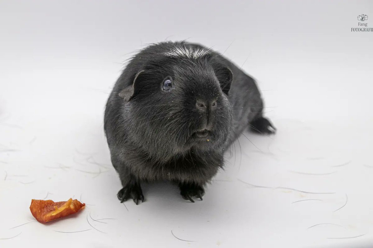 "Is the Paprika For me?" 
Yes Momonga, it's yours
"Ohhhhhhh Thank you" 
I'm in Love With this Boy❤️📸

#fangfotografie #animalphotography #photography #photographer #guineapig #meerschweinchen #overlord #momonga #ainzooalgown #loveofmylife #AdoptDontShop