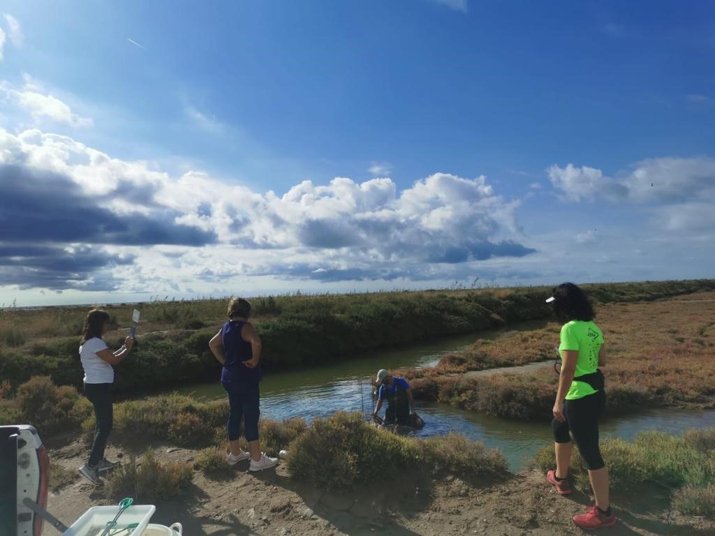 parcscat's tweet photo. 🐟 Mostrejos científics de fartet Aphanius iberus al #PNDeltaEbre (tardor)
🤝🏼 Amb la col·laboració de la Taula de voluntariat ambiental de les Terres de l'Ebre
💚El fartet manté poblacions estables, malgrat presència de cranc blau i fúndul
#voluntariatalsparcs  @VolAmbiental https://t.co/O3KlO8M852
