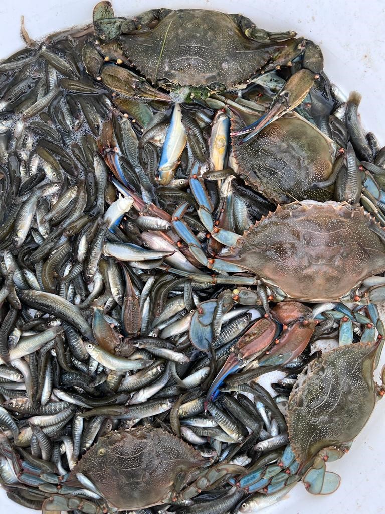 parcscat's tweet photo. 🐟 Mostrejos científics de fartet Aphanius iberus al #PNDeltaEbre (tardor)
🤝🏼 Amb la col·laboració de la Taula de voluntariat ambiental de les Terres de l'Ebre
💚El fartet manté poblacions estables, malgrat presència de cranc blau i fúndul
#voluntariatalsparcs  @VolAmbiental https://t.co/O3KlO8M852