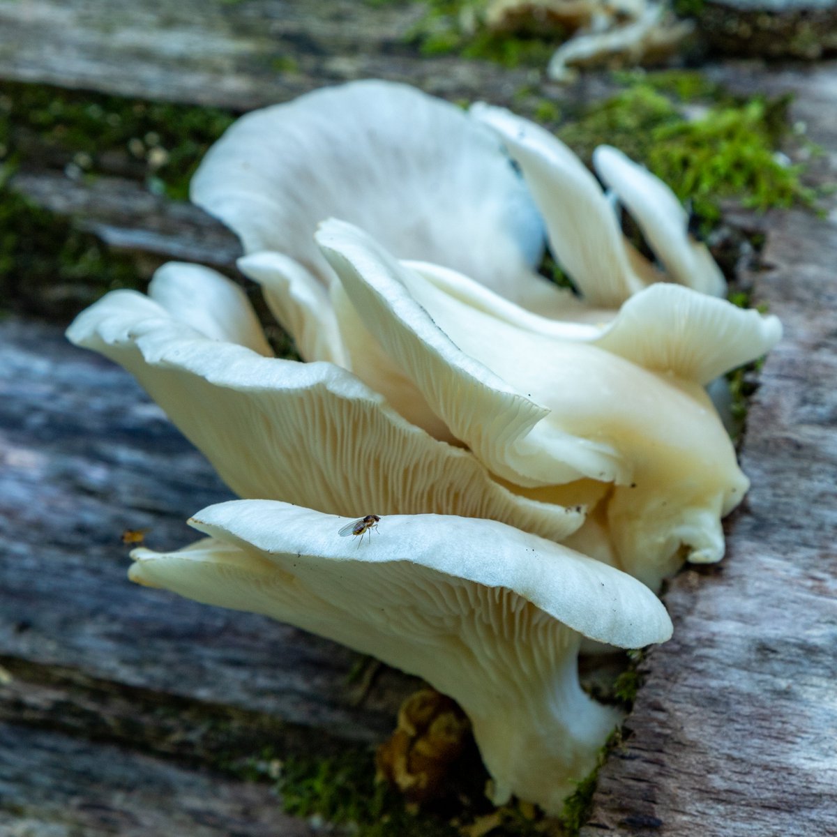 Data_BirdMan's tweet image. Some more of the images from the visit to the New Forest.
#fungi  #mushrooms