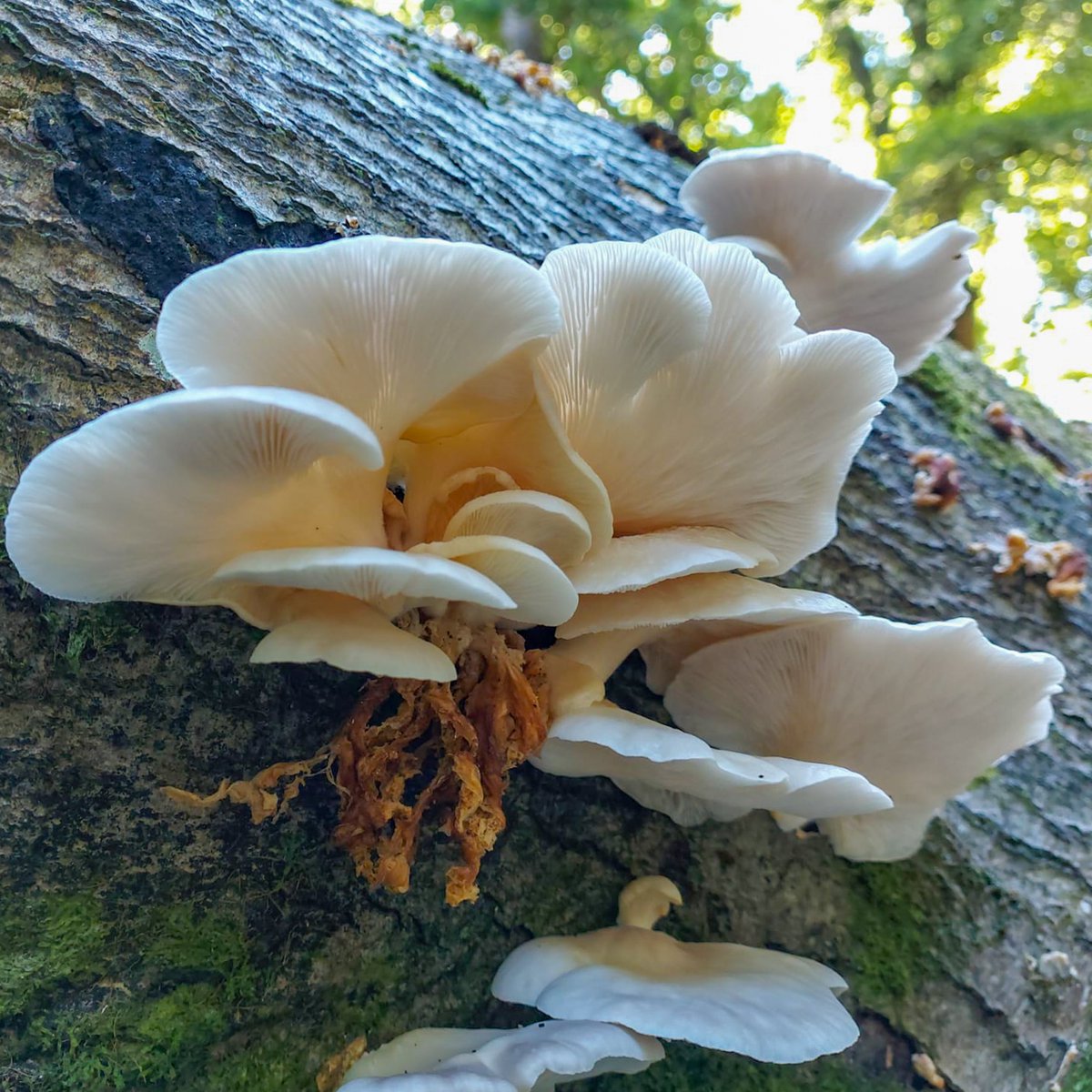 Data_BirdMan's tweet image. Some more of the images from the visit to the New Forest.
#fungi  #mushrooms