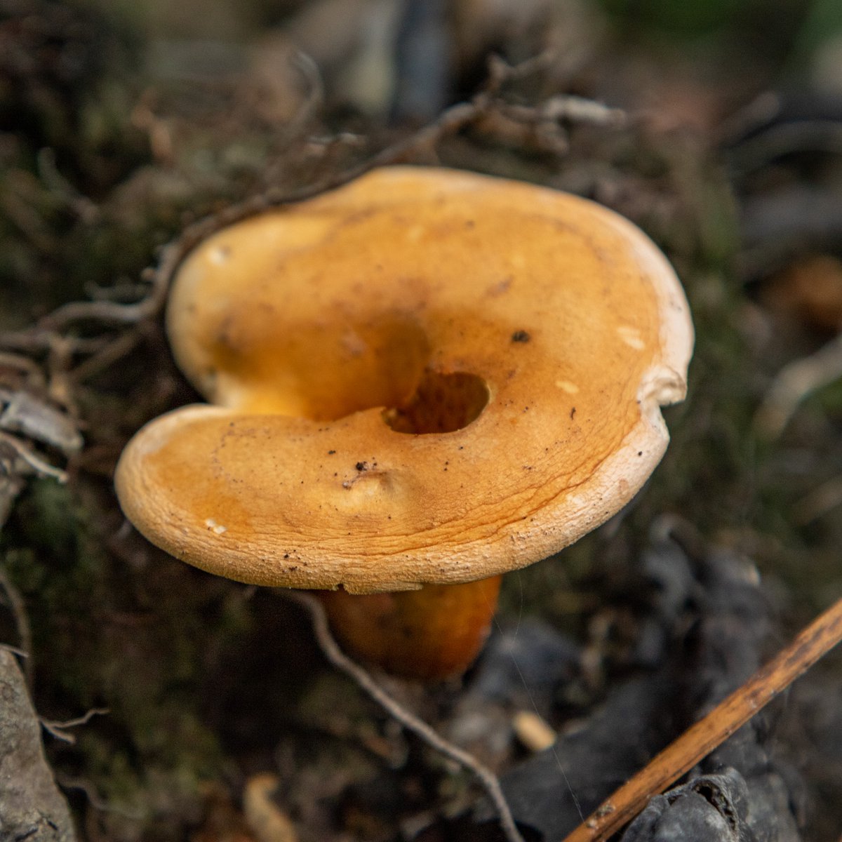 Data_BirdMan's tweet image. Some more of the images from the visit to the New Forest.
#fungi  #mushrooms