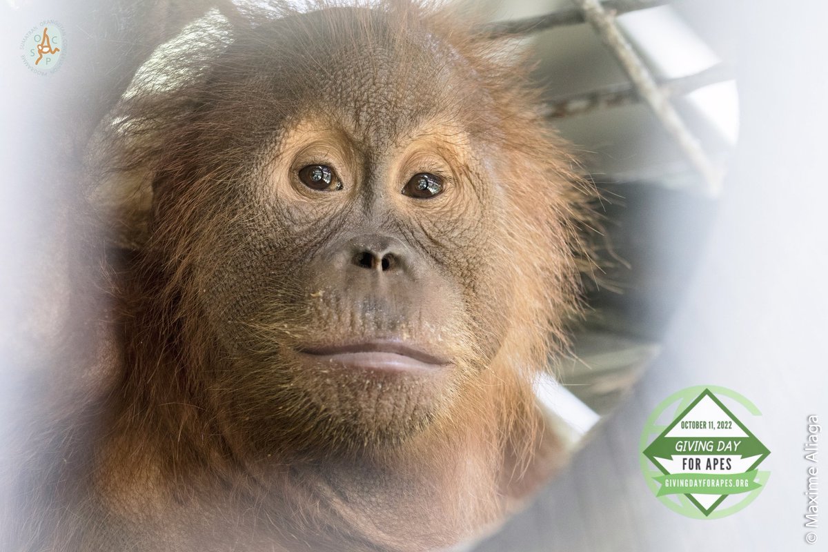 #GivingDayforApes2022  is approaching, on 11th October. This special fundraising event has been taking place for several years - and is always an important day in the #SOCP's calendar.Please support our work by visiting the link below  givingdayforapes.org/organization/S…