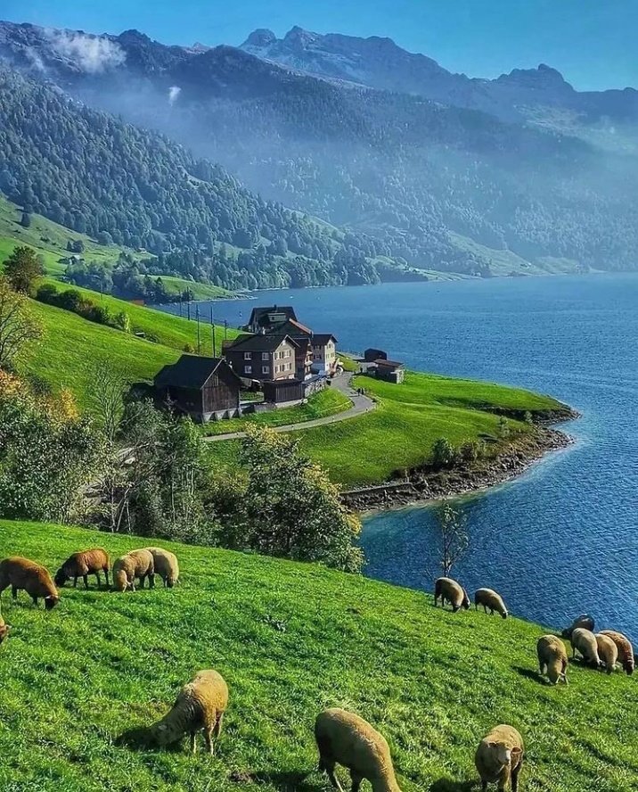 BotanicalForum's tweet photo. Switzerland π¨π
#BotanicalForum #GoGreen https://t.co/dRKRYMvLvH