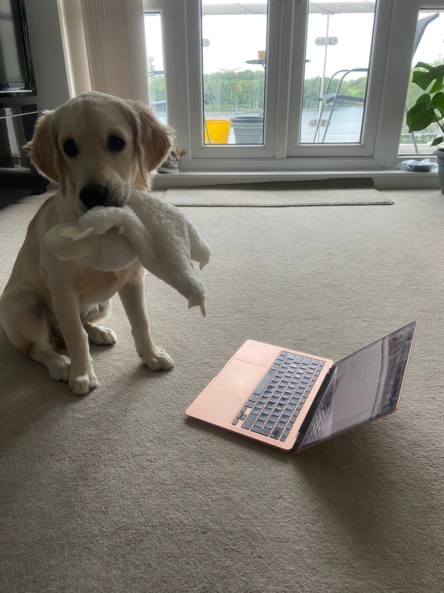 MyDigitalEgo's tweet image. Our intern Dolly just wanted to pop in and remind you that it&apos;s okay to take a break and treat yourself because it&apos;s a Friday! 🥳

#Puppy #MentalHealth #Marketing