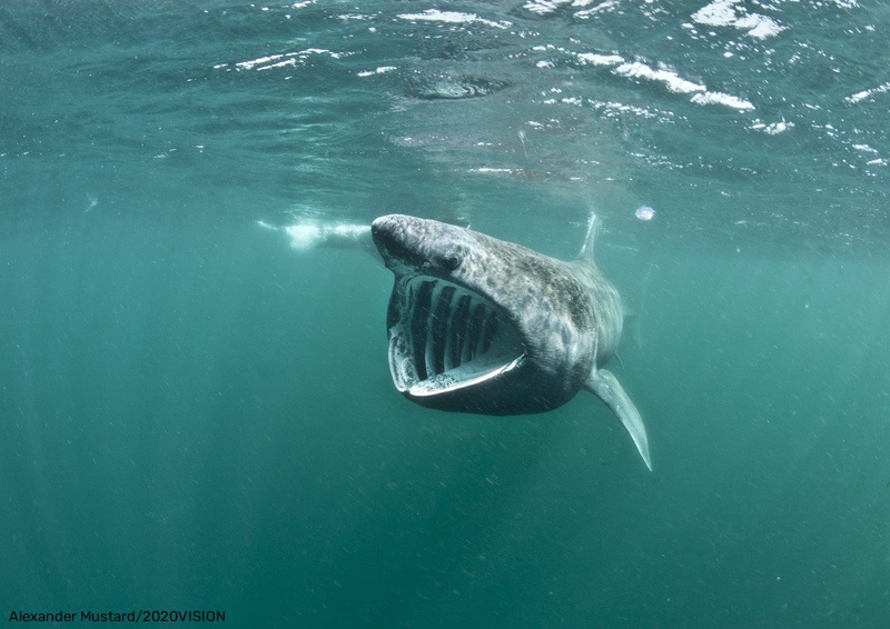 Wildlife Trusts around the Irish Sea and @swanireland are working together to protect the incredible marine life within this forgotten sea 🐟🌊

The #IrishSeaNetwork formed in 2020 with funding from the John Ellerman Foundation and the Esmée Fairbairn Foundation. (1/2)