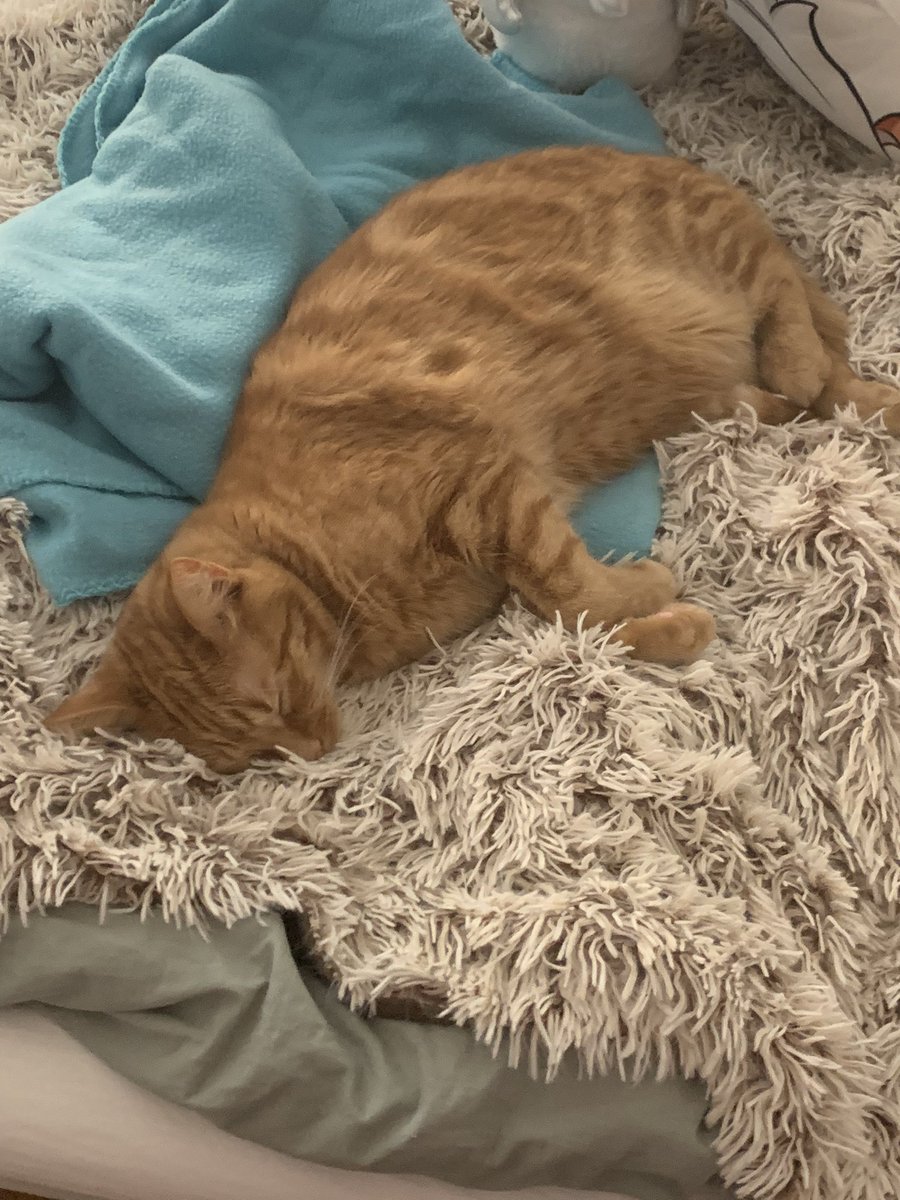 Anna8Sofia's tweet photo. Ginger cat sleeping #gingercat #cat #catsleeping #Sofia #kitty #sleep https://t.co/V3gm3g0r50