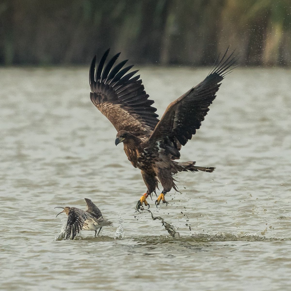 vogelnieuws's tweet photo. Wat een actiefoto van Gerke Visser!! 🤩

Zeearenden eten niet alleen vissen die ze met hun klauwen uit het water grijpen, maar ook aas en watervogels zoals eenden en jonge ganzen. En dus blijkbaar ook wel eens een regenwulp... 

https://t.co/0LdMaEbXf2
#Vogelfotogalerij https://t.co/jFxElrowr8