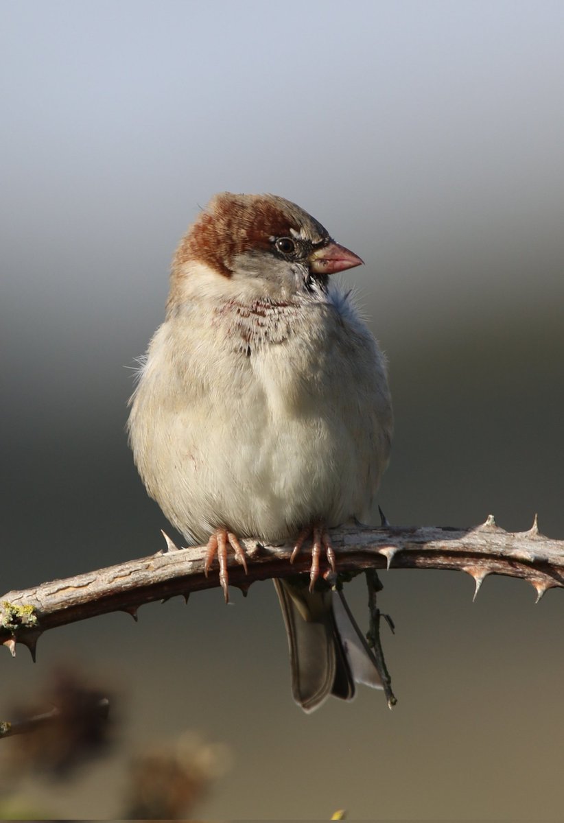 Davidnature22's tweet photo. Male House Sparrow seen at RSPB Lodmoor. #housesparrow #malehousesparrow #rspb #rspblovenature #bids #birders #birding #canon #sigma #Tweetoftheday #tweeters #tweetworld #autumnwatch #countryfile #gardenbirds #beaksandfeathers #NaturePhotography #Naturelover https://t.co/3NVh2XmJux