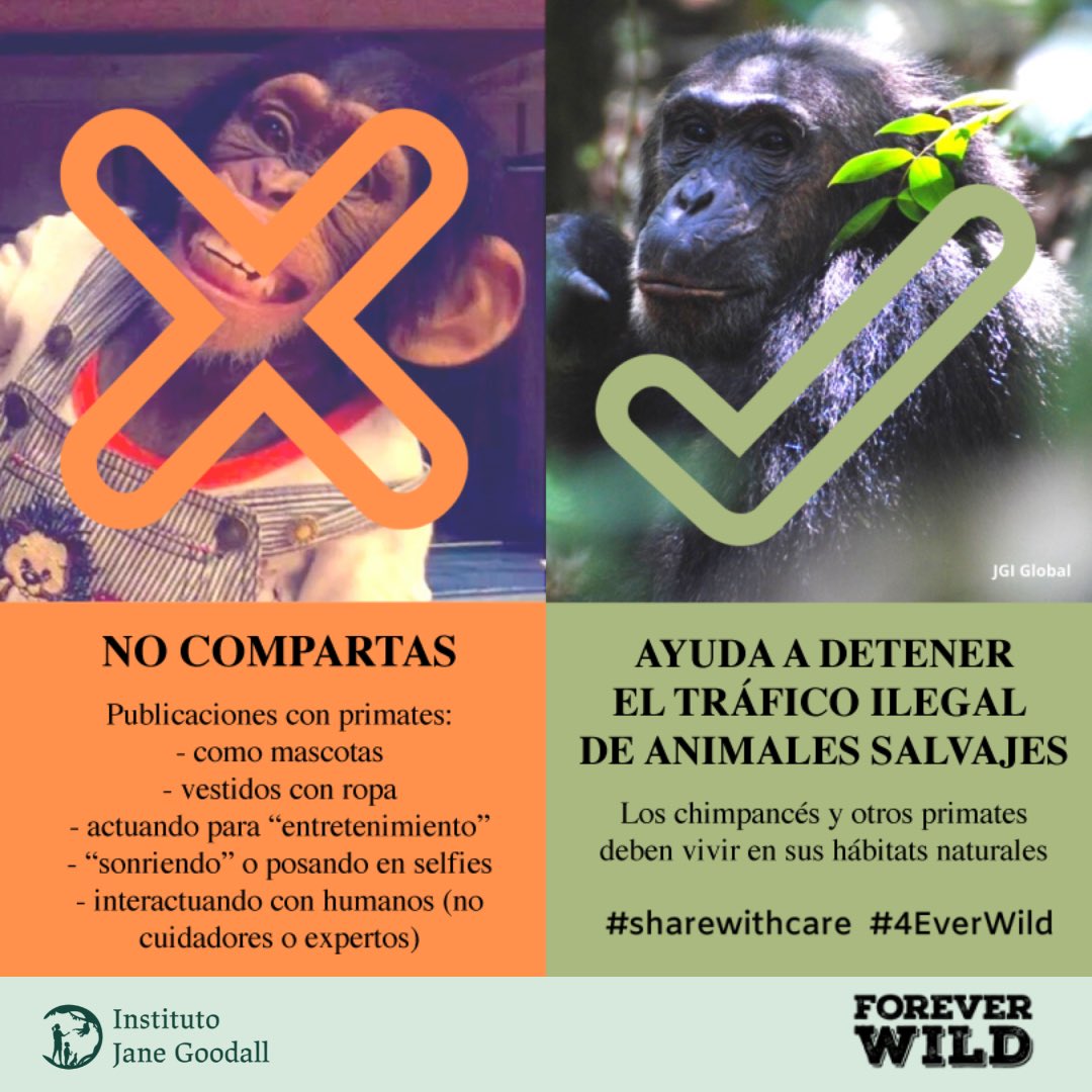 JaneGoodallEspa's tweet photo. En el #DíaMundialDeLaSonrisa ayúdanos a concienciar sobre el peligro de difundir este tipo de imágenes y compartamos solo imágenes que realmente nos hagan sonreír 😊👇🏼 https://t.co/ucNfCjWBJ3