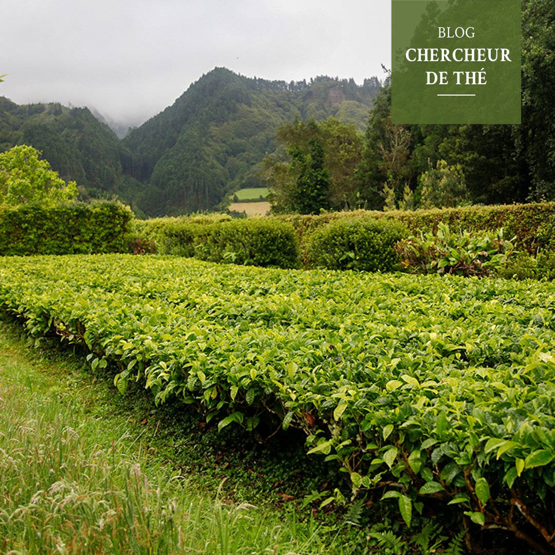 Voulez-vous faire la connaissance de Clara qui se consacre aux Açores à des expérimentations prometteuses ?
À découvrir sur le blog chercheurdethe.com de François-Xavier Delmas, fondateur de Palais des Thés juste ici 👉bit.ly/3SJ0nyb
#palaisdesthes #fxdelmas #blog