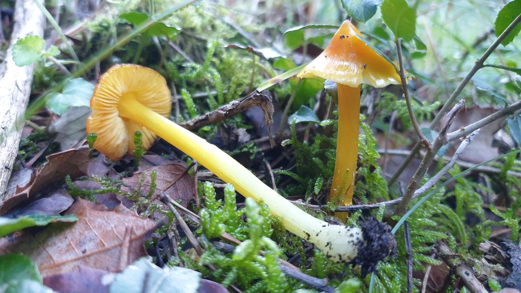 Bolets1's tweet photo. Pixaconill - Barret de bruixa - Pixadina (Hygrocybe conica) #boletaire Barret cònic taronja, a vegades més vermell o més groc, viscós i brillant en temps humit i mai s'aplana del tot. Peu esvelt. Ennegreix en envellir i en tocar-lo. Viu en vores i clarianes. No comestible... https://t.co/zSETd45tK5