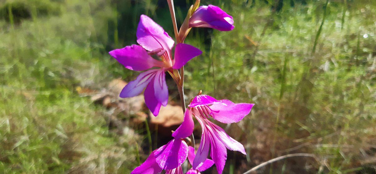 Gladiolo silvestre
El gladiolo silvestre, es una planta bulbosa que nos regala imágenes en el campo y en la naturaleza de gran belleza. Artículo: territorionaturaleza.blogspot.com/2022/10/gladio…