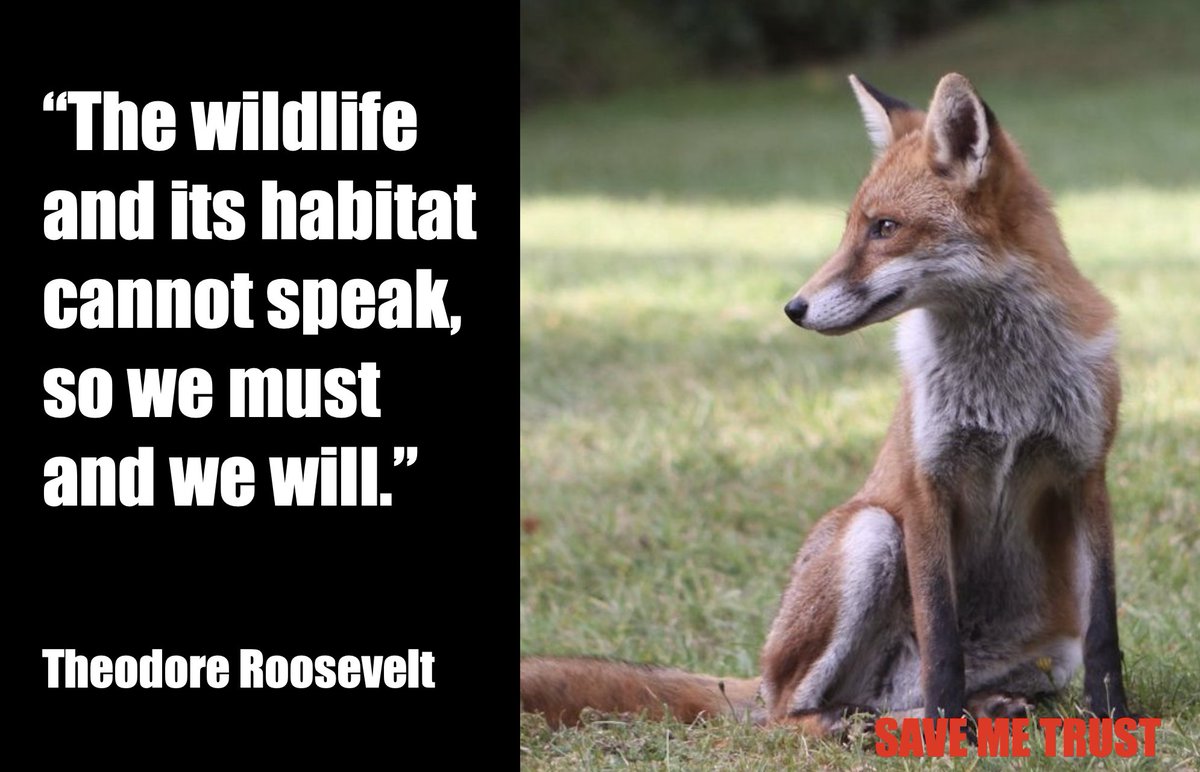 AnneatSaveMe's tweet photo. We'll just leave this here 🦊🌳💚

#quoteoftheday https://t.co/NfHg73vmza