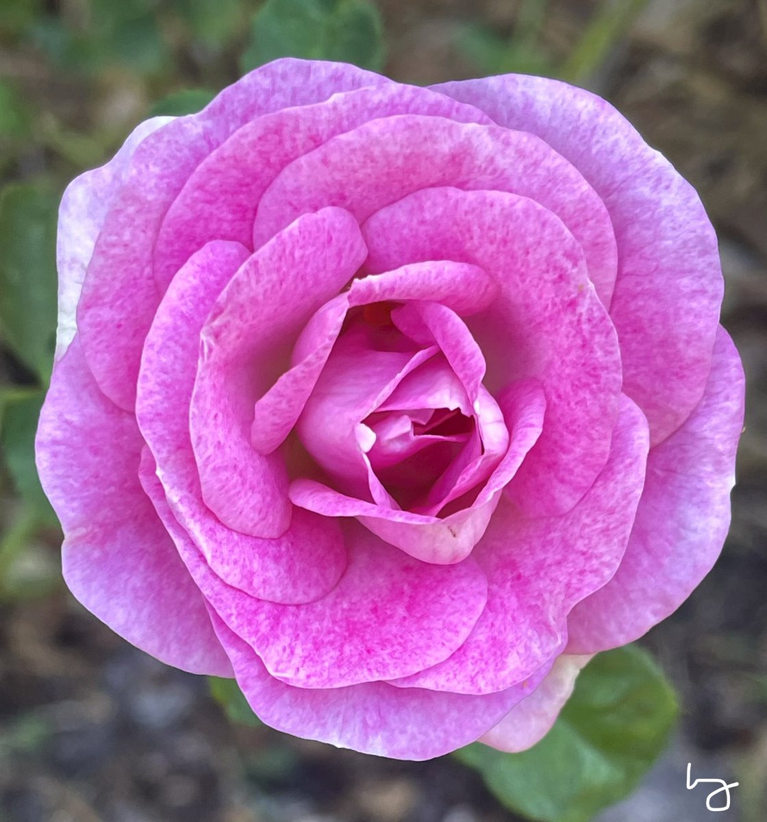 #FridayRose “All right now. Won’t you listen?” -Ozzy