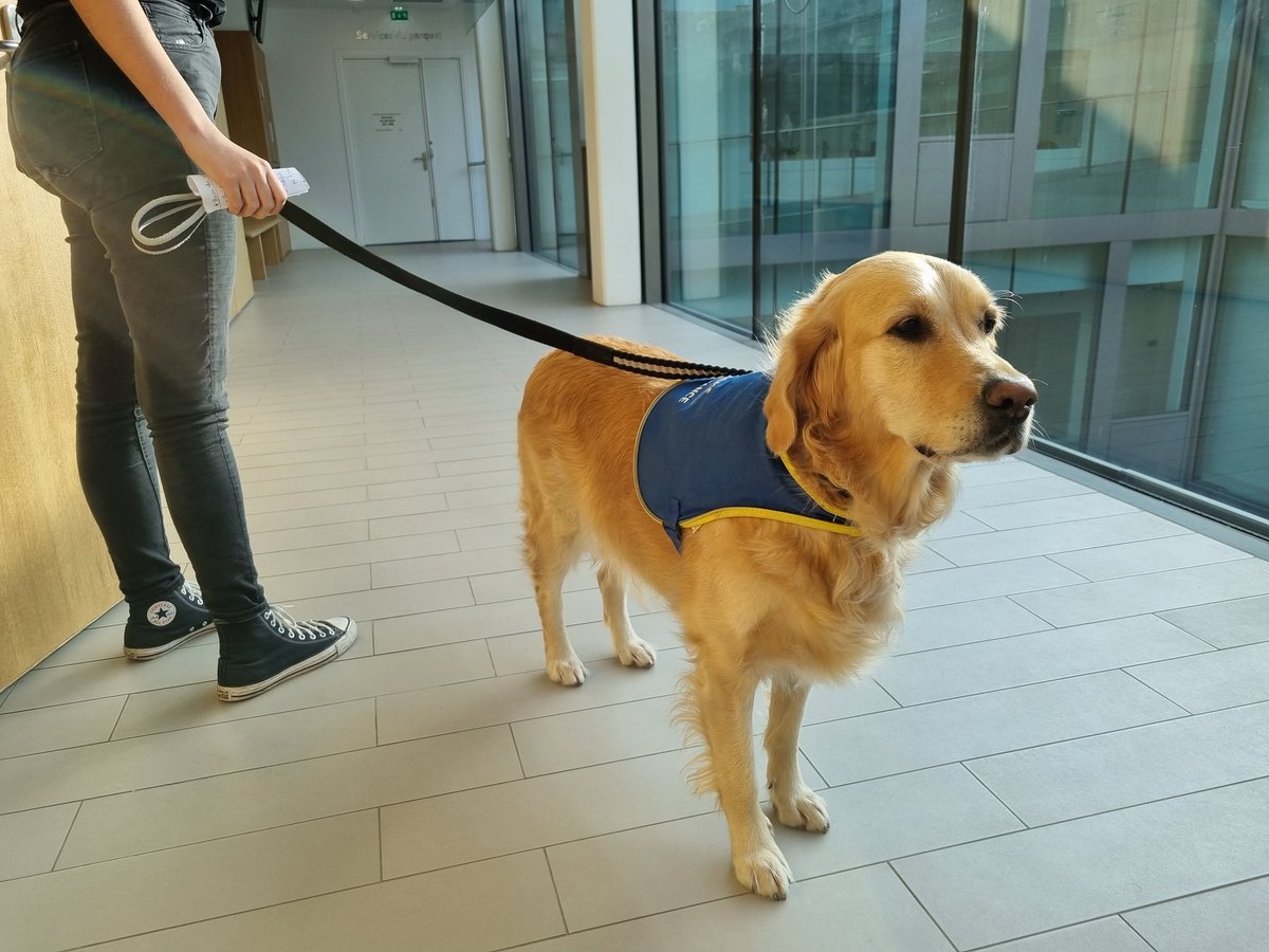 abonin_DNA's tweet photo. Depuis le début du procès #Karcher devant la cour d'assises du Bas-Rhin, un #chien d'assistance judiciaire est présent dans la salle d'audience pour soulager les victimes.
L'article que @GLecointre avait consacré à Orphée dans @dnatweets  ➡️ https://t.co/cyua5nq0IQ https://t.co/QnbykfEggT