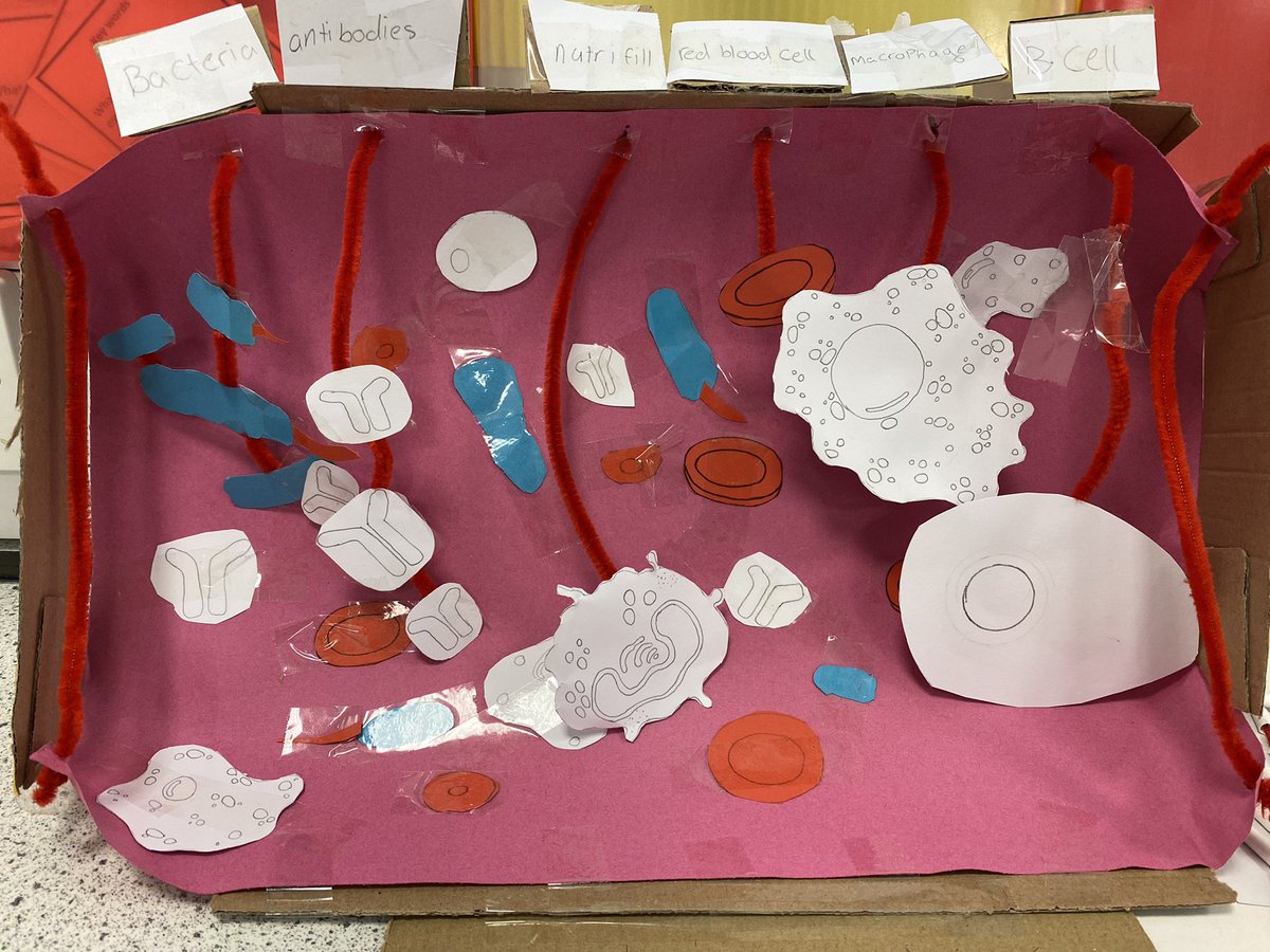 So proud to show off the fantastic #BiologyWeek efforts of our Brilliant Biologists <a href="/KirkintillochHS/">KHS</a> What a wonderful week it has been. Well done to everyone that took part… we hope you had fun! 🤩#kirkyproud <a href="/RoyalSocBio/">Royal Society of Biology</a>