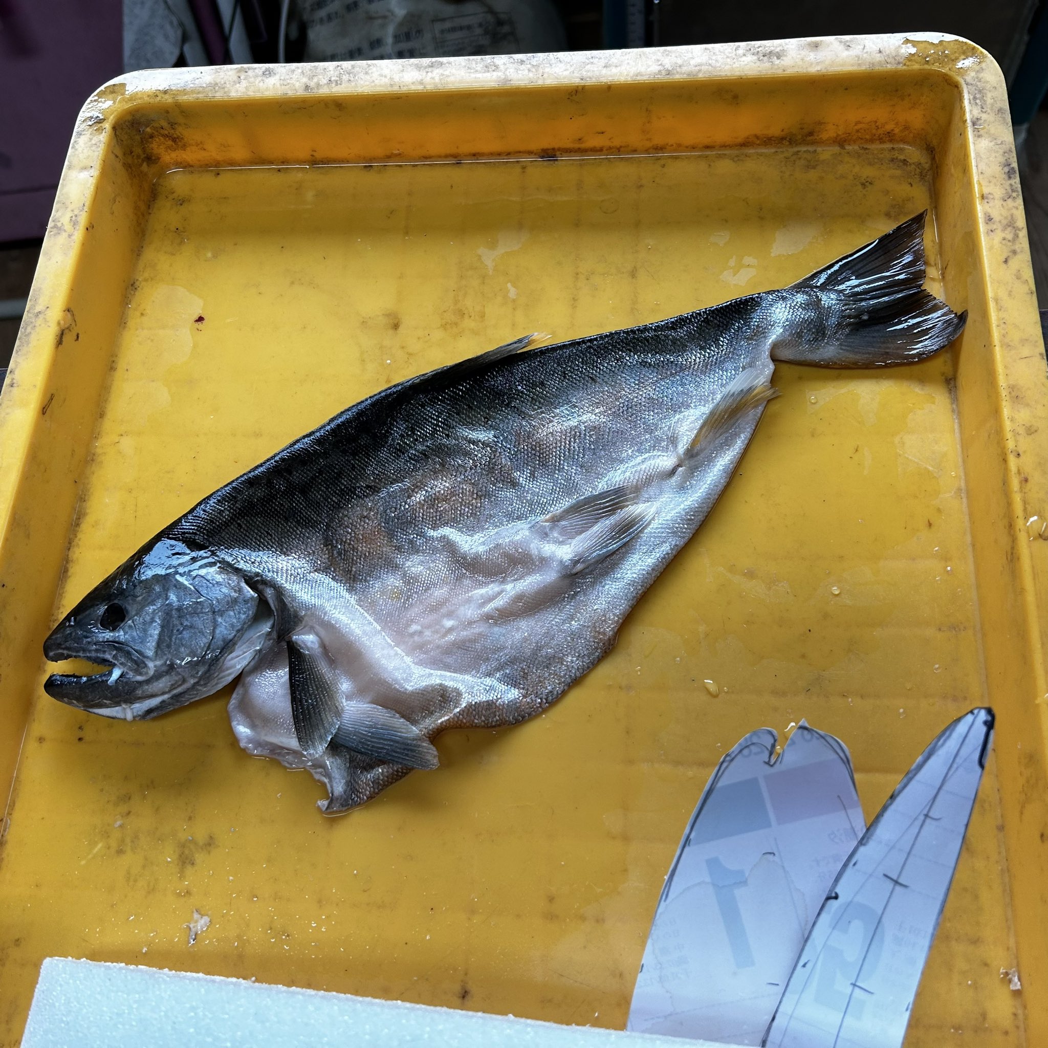 魚 剥製 ストライパー 50cm