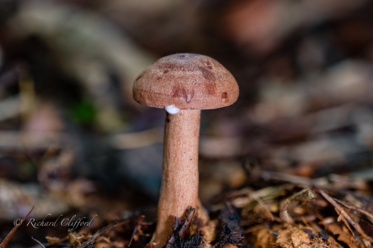 Rich_Clifford's tweet photo. Milkcap. 
Chaddesley Woods. Worcs. 
#fungi @BritishFungi @BritMycolSoc @Britnatureguide #fungifriday #milkcap https://t.co/yhAUw6JmNN