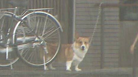 定期的に思い出す雨の中びしょ濡れで散歩させられる柴犬とドン引きする