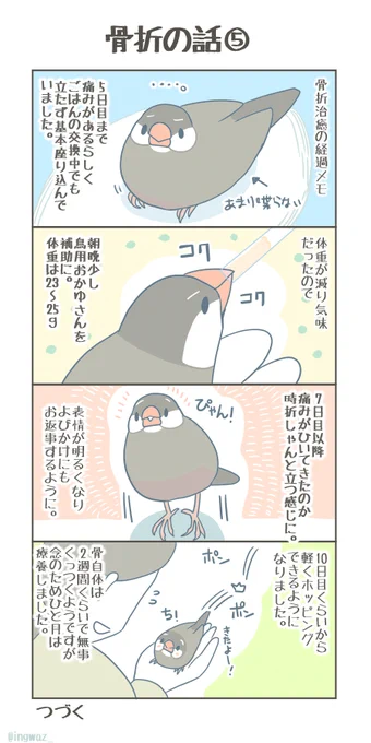 くるみさんの骨折療養の話(5+6話目)
(今は無事に良くなりました)

#Buncho #javasparrow #文鳥 