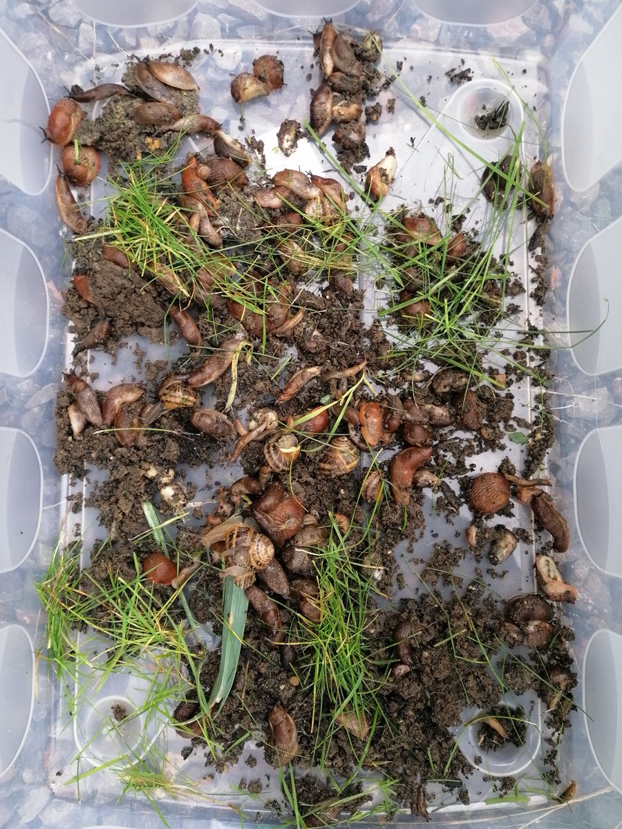SwanseaSWell's tweet photo. With all the rain the Slugs have come out to play!
We love our slugs, but not on our leeks.
We carefully removed hundreds of slugs/snails and moved them to new pastures.
πππ
Tyfu Tawe - (Singleton Tues 1pm - 2pm) (Bay Wed 12pm - 1pm)
#TyfuTawe #Slugwatch #Gardening https://t.co/aX6g3HIbrK
