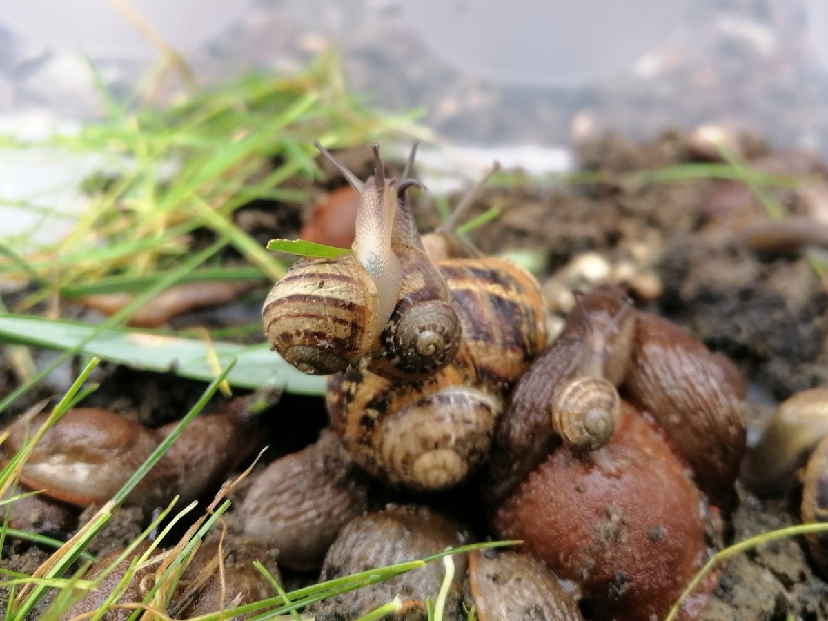 SwanseaSWell's tweet photo. With all the rain the Slugs have come out to play!
We love our slugs, but not on our leeks.
We carefully removed hundreds of slugs/snails and moved them to new pastures.
πππ
Tyfu Tawe - (Singleton Tues 1pm - 2pm) (Bay Wed 12pm - 1pm)
#TyfuTawe #Slugwatch #Gardening https://t.co/aX6g3HIbrK
