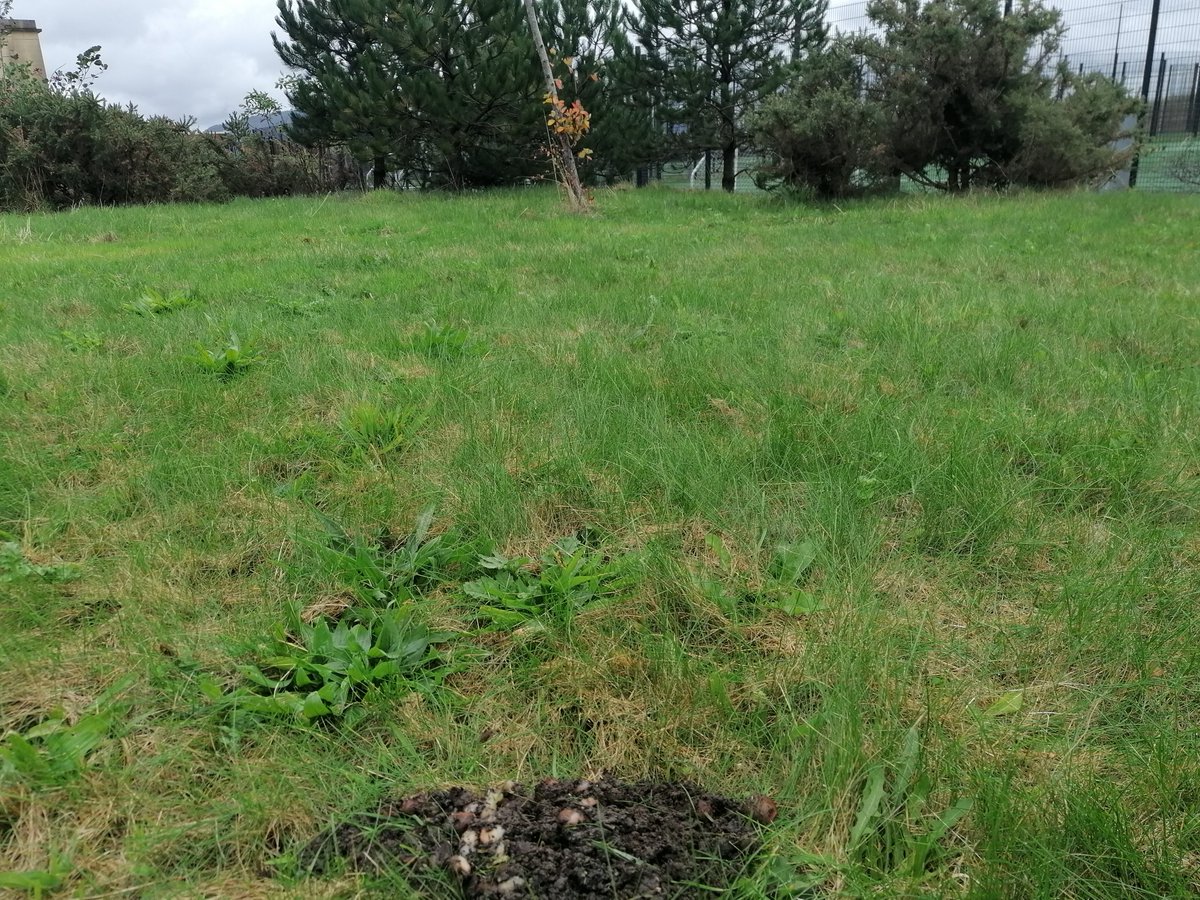 SwanseaSWell's tweet photo. With all the rain the Slugs have come out to play!
We love our slugs, but not on our leeks.
We carefully removed hundreds of slugs/snails and moved them to new pastures.
πππ
Tyfu Tawe - (Singleton Tues 1pm - 2pm) (Bay Wed 12pm - 1pm)
#TyfuTawe #Slugwatch #Gardening https://t.co/aX6g3HIbrK