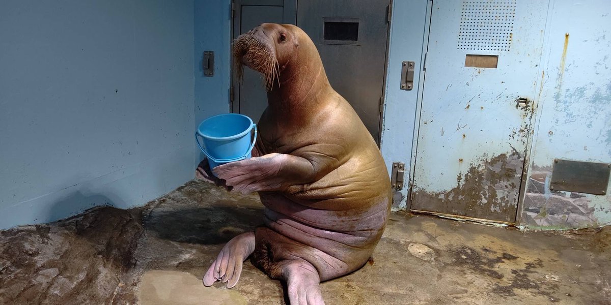 セイウチの「スノー」の得意技『バケツ持ち』‼︎ その姿にそっくりな