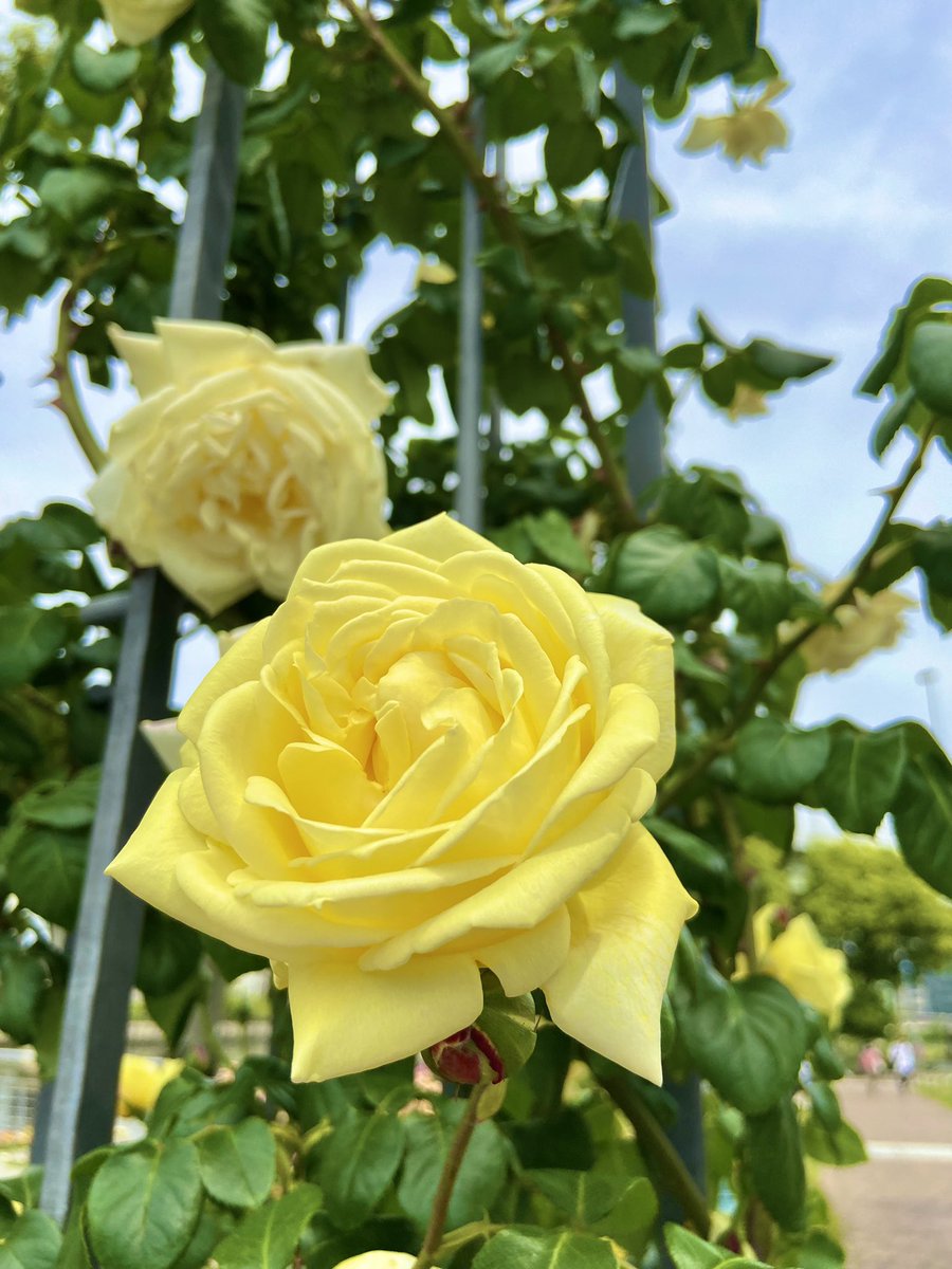 Mai_pay_forward's tweet photo. 10/7(金)、今日は金運・財運・芸術運upの巳の日です💖

今日から しばらく吉日が続きますよ～💖😊✨

10/8(土)は 一粒万倍日
10/10(月㊗️)は 大安で満月🌕
10/11(火)は 再び 一粒万倍日✨

10/10の満月は 朝5:55 です🌕
13:55までが 満月パワー最大✨

素敵な開運週間になりますように💖🤗🌹🍁🌕✨ https://t.co/8ia1ZVLOdP