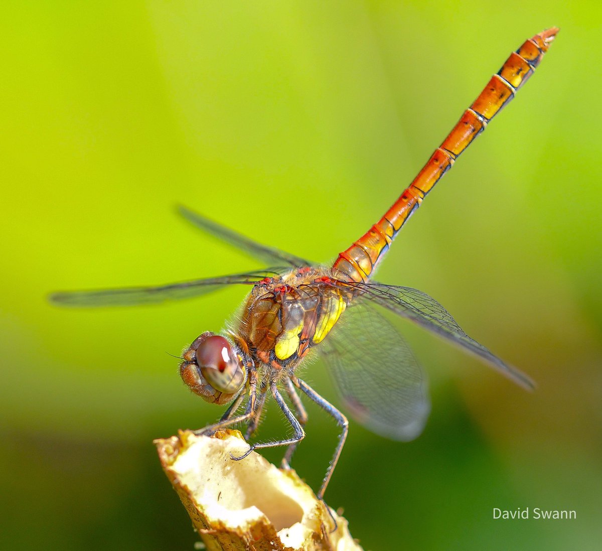 David Swann (@davidswann1) on Twitter photo Common Darter (August). <a href="/Natures_Voice/">RSPB</a> <a href="/northyorkmoors/">North York Moors NP</a> <a href="/YorksWildlife/">Yorkshire Wildlife Trust - follow us on Bluesky 🦋</a> @WoodlandTrust <a href="/BDSYorkshire/">York. Dragonfly Grp.</a> <a href="/BDSdragonflies/">British Dragonfly Society</a> Common Darter (August). <a href="/Natures_Voice/">RSPB</a> <a href="/northyorkmoors/">North York Moors NP</a> <a href="/YorksWildlife/">Yorkshire Wildlife Trust - follow us on Bluesky 🦋</a> @WoodlandTrust <a href="/BDSYorkshire/">York. Dragonfly Grp.</a> <a href="/BDSdragonflies/">British Dragonfly Society</a>